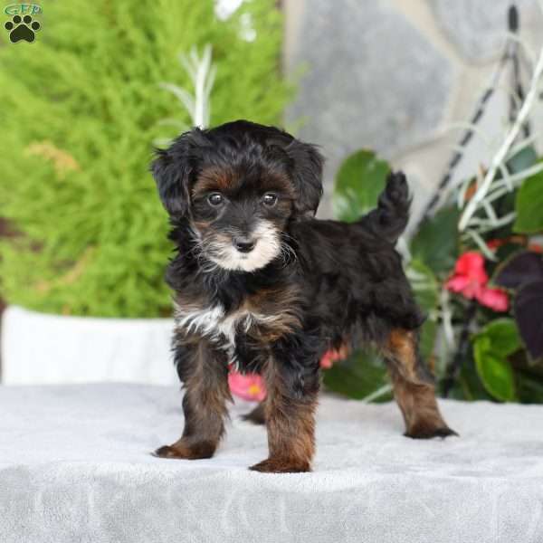 Rosie, Yorkie Poo Puppy